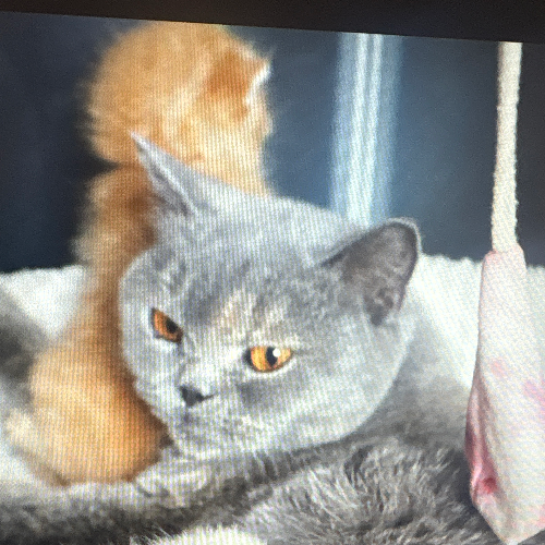 Foto van de poes