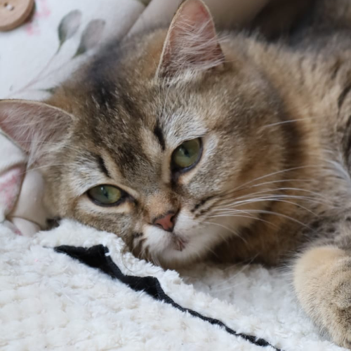 Foto van de poes