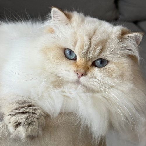 Foto van de poes