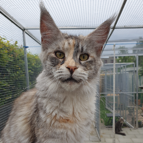 Foto van de poes