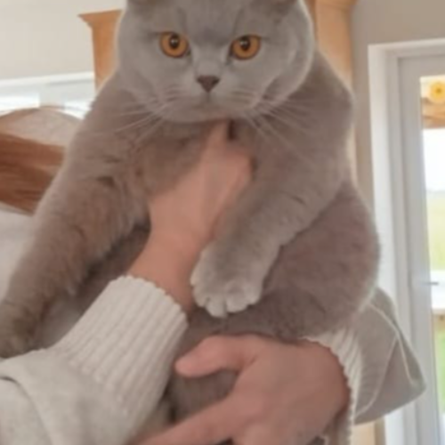 Foto van de poes