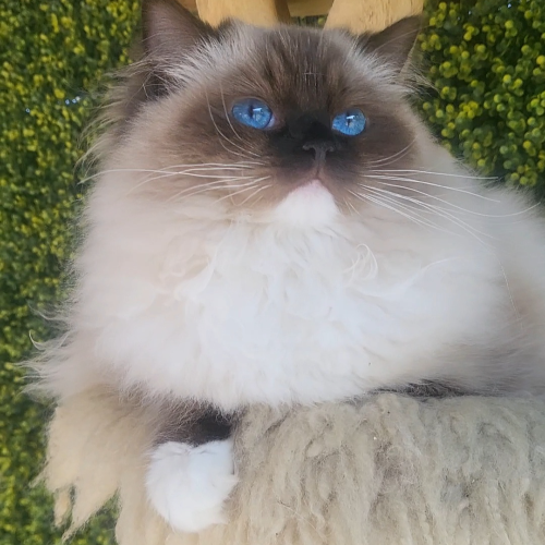 Foto van de poes
