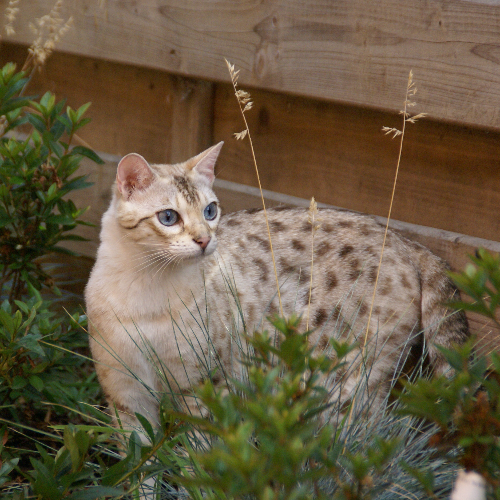 Foto van de poes