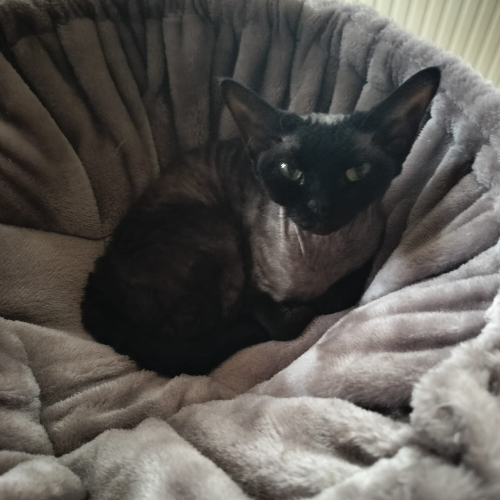Foto van de poes
