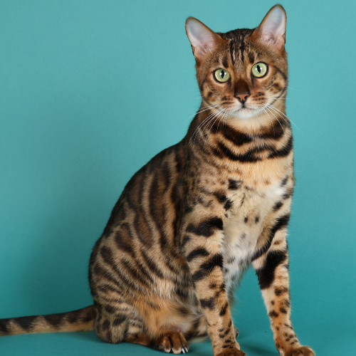Foto van de poes