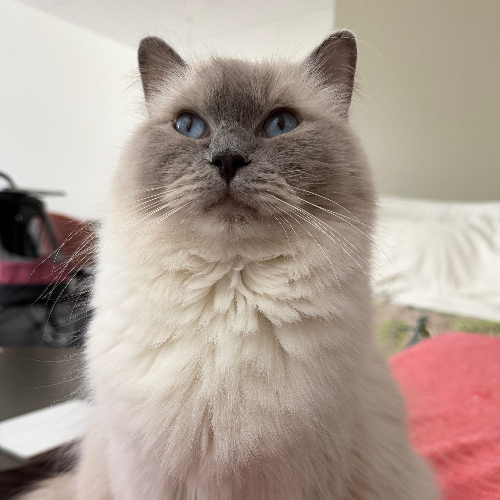 Foto van de poes