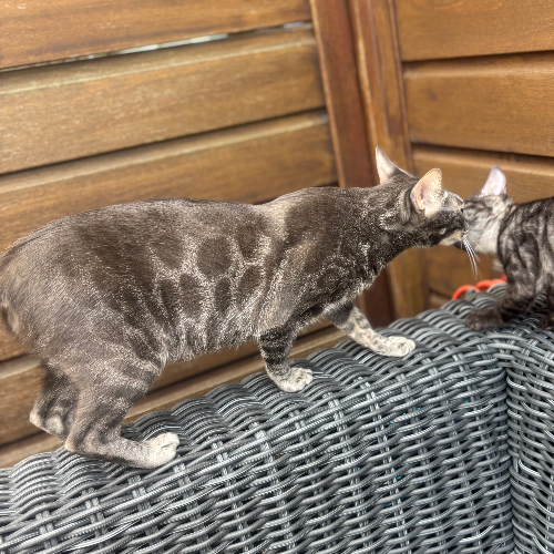 Foto van de poes