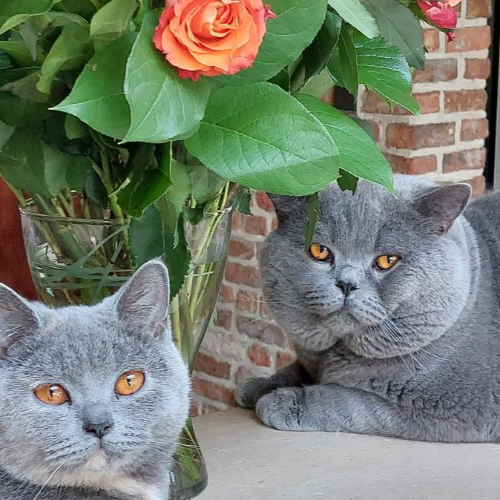 Foto van de poes
