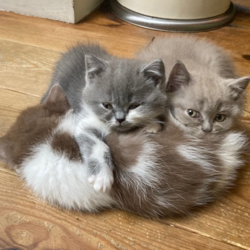 Foto van de poes