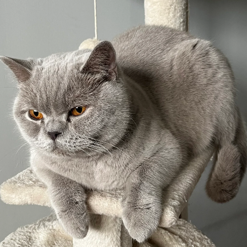 Foto van de poes