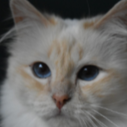 Foto van de poes