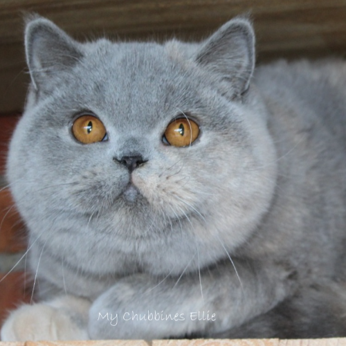Foto van de poes