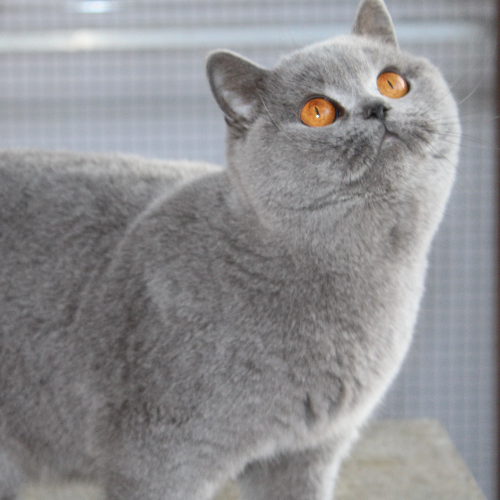 Foto van de poes