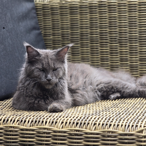 Foto van de poes