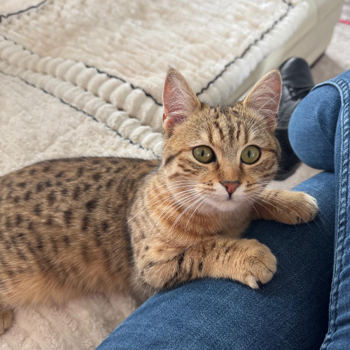 Foto van de poes