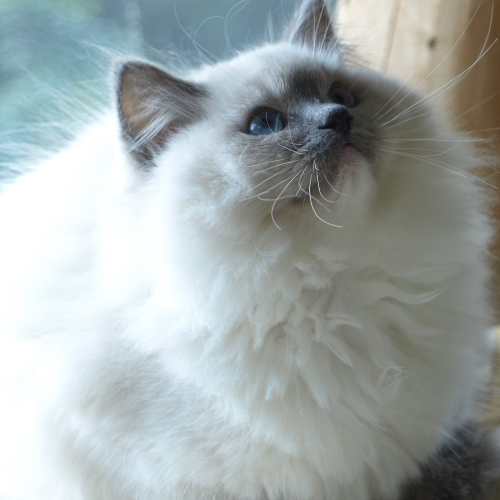 Foto van de poes