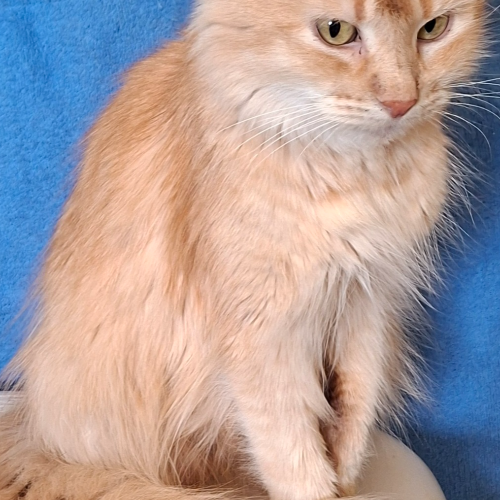 Foto van de poes