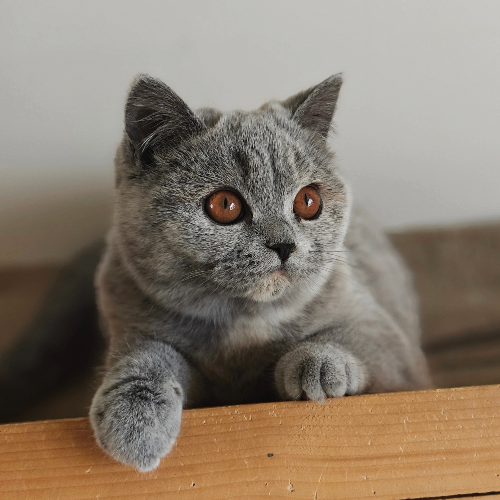 Foto van de poes
