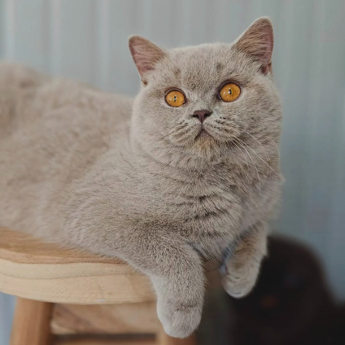 Foto van de poes