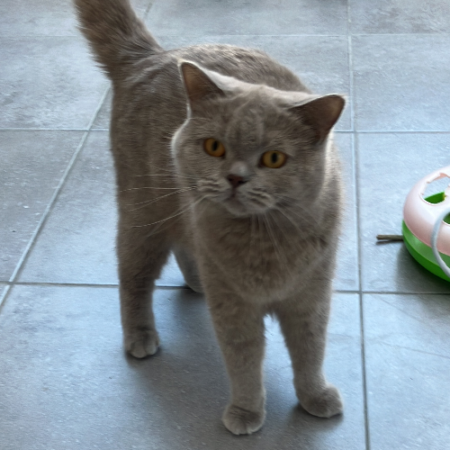 Foto van de poes