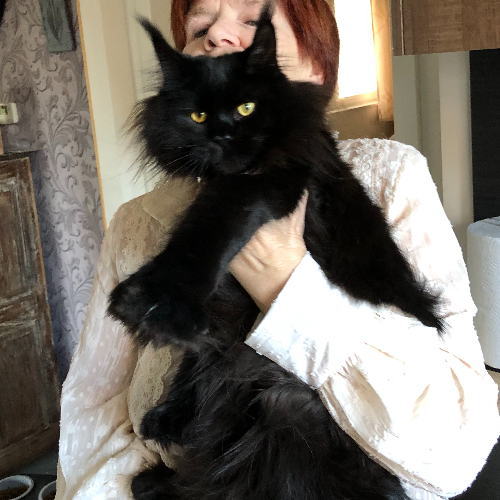 Foto van de poes