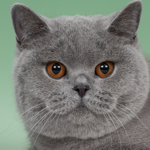 Foto van de poes