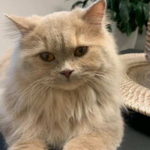 Foto van de poes