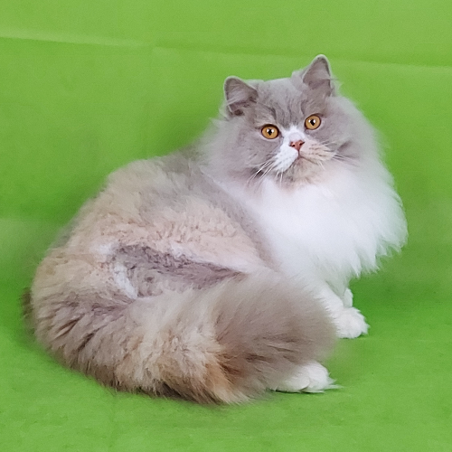 Foto van de poes