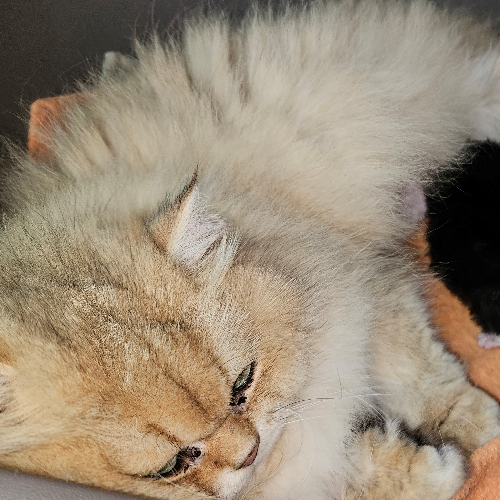Foto van de poes