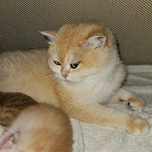 Foto van de poes
