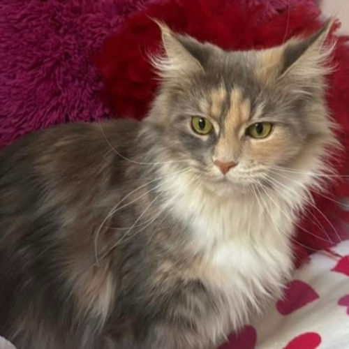 Foto van de poes