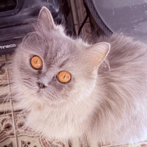 Foto van de poes