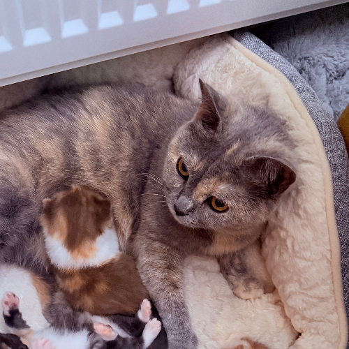 Foto van de poes