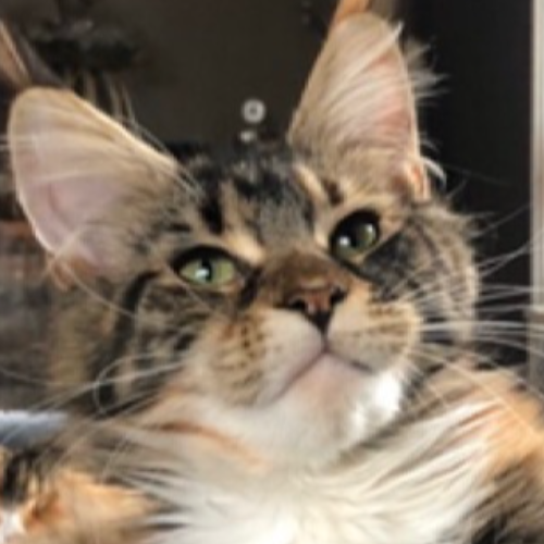 Foto van de poes