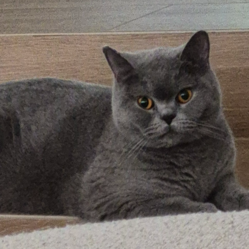 Foto van de poes