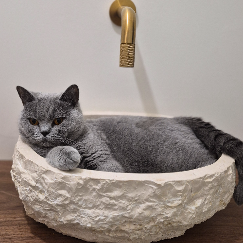 Foto van de poes