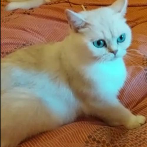 Foto van de poes