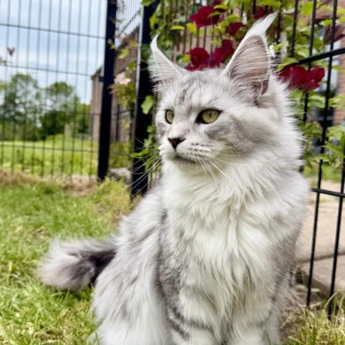 Foto van de poes