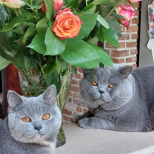 Foto van de poes