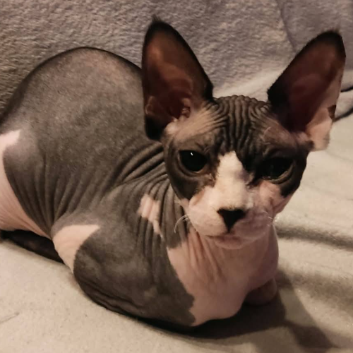 Foto van de poes