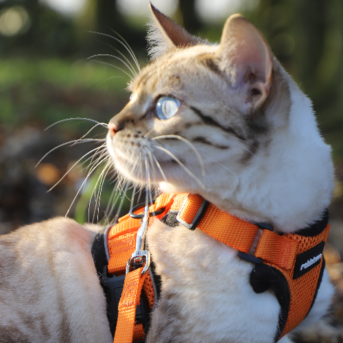 Foto van de poes