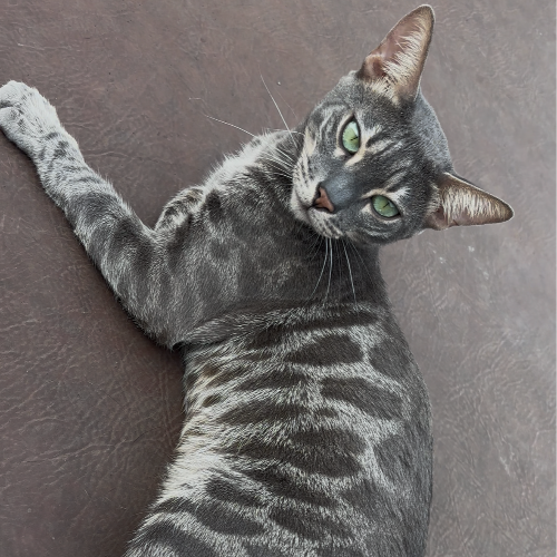 Foto van de poes