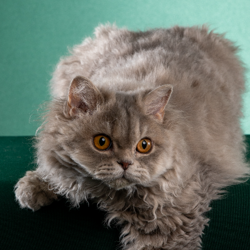 Foto van de poes