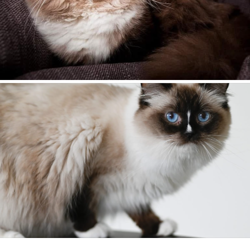Foto van de poes