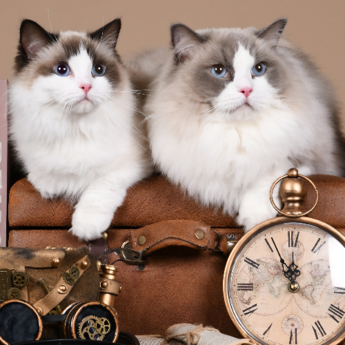 Foto van de poes