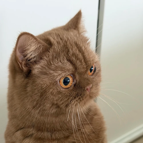 Foto van de poes