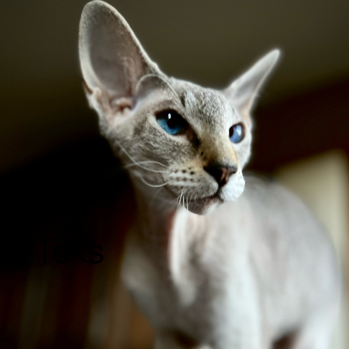 Foto van de poes