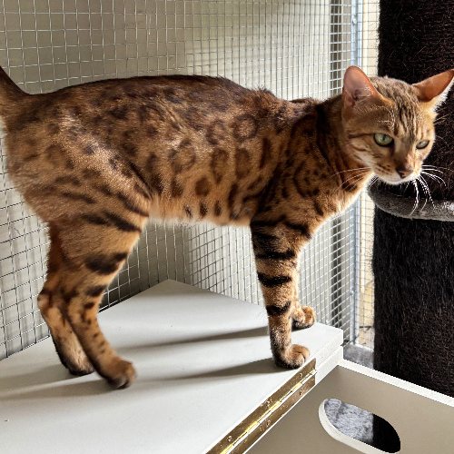Foto van de poes