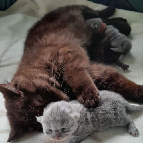 Foto van de poes