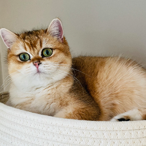Foto van de poes